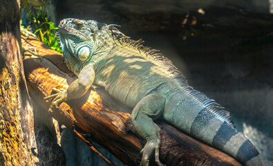 Giant iguana portrait is resting. This is the residual dinosaur reptile that needs to be preserved in the natural world