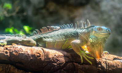 Giant iguana portrait is resting. This is the residual dinosaur reptile that needs to be preserved in the natural world
