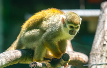Naklejka na ściany i meble Lazy Squirrel Monkey in the zoo. This is a species of primate that lives in groups that are closely related to humans