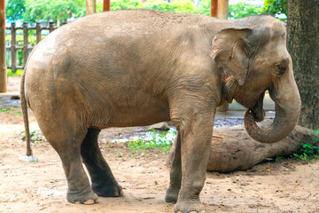 The elephant relaxes in the zoo. It is a large animal that eats plants and has a lifespan of more than 70 years