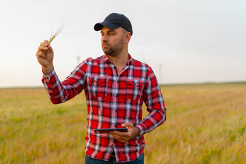Young Farmer close-up holding tablet and wheat ear inspecting growth in crops. Nature Yellow field...