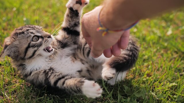 The owner plays with a young but angry kitten.