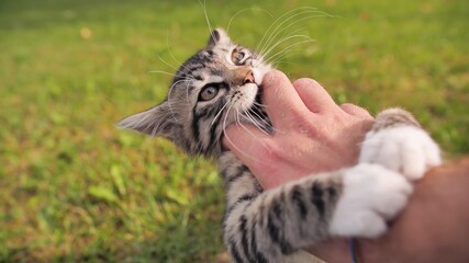 The owner plays with a young but angry kitten. © Довидович Михаил