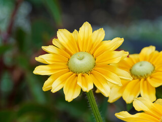 Rudbeckia hirta green eyes ou Irish eyes, grand capitules jaune autour d'un coeur vert olive sur tige poilue garnies de feuilles étroites, caulinaires, ovales et dentées
