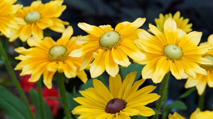Fototapeta premium Rudbeckia hirta green eyes ou Irish eyes, ressemblant à de grandes marguerites aux longs pétales jaune autour d'un coeur vert