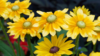 Rudbeckia hirta green eyes ou Irish eyes, ressemblant à de grandes marguerites aux longs pétales jaune autour d'un coeur vert