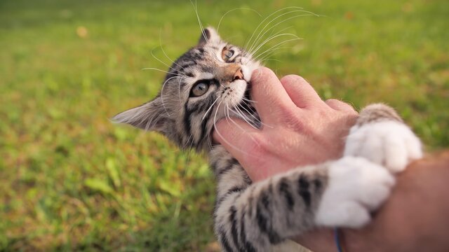 The owner plays with a young but angry kitten.