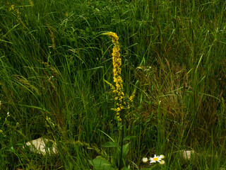 FLOWERS in the botanical garden in Radzionków. Free space for entry ready.