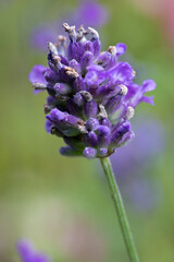 Lavender flower in a garden in summertime