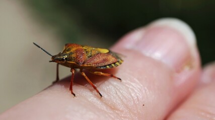A hemipter is sitting on a finger

