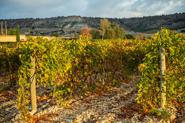 Fototapeta na wymiar Autumn in the vineyard
