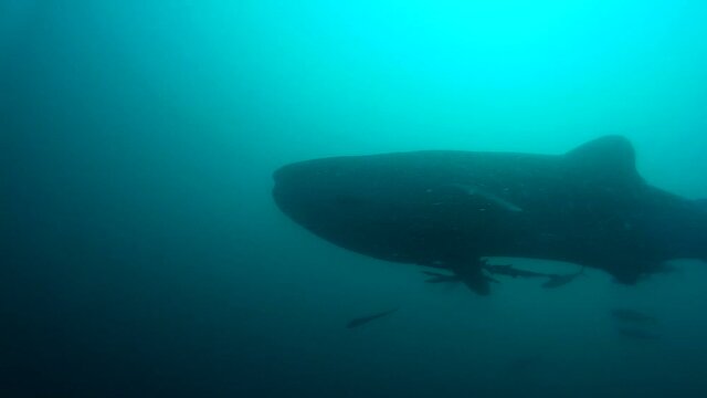 Juvenile whaleshark swimming in the blue