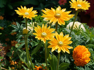 Massif ornementé de grandes fleurs de Rudbeckia hirta green eyes ou Irish eyes aux capitules jaunes autour d'un coeur vert olive