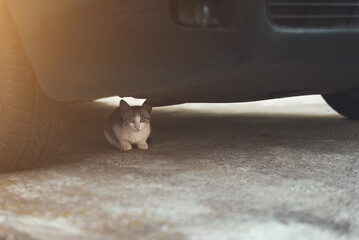Small young cat under hiding under car, danger concept