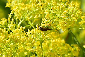 A dark beetle collects nectar from a yellow flower.