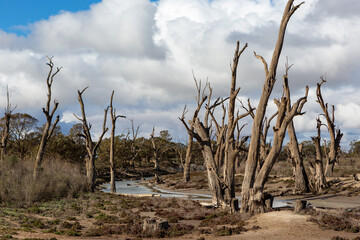 Dead red gum trees inside the Murray River National Park near Renmark South Australia on 21 June 2020