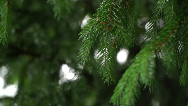 Branches of spruce slowly sway in the wind. Fir branches after the rain. Falling raindrops and sun rays make their way through the branches of fir.
