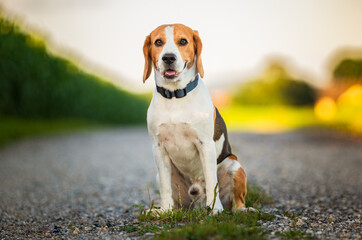 Portrait of a beagle dog in nature sitting on rural road, looking at camera.