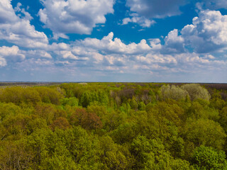 Fototapeta premium Blue cloudy skies over a dense forest, aerial view. Beautiful cloudy sky over the forest.