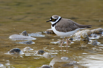 Little Ringed Plover female standing in the water. Genus species Charadrius dubius.