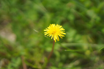 Dandelion on a sunny day in becon
