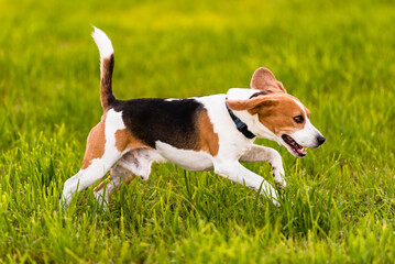 Dog Beagle running and jumping with tongue out through green grass field in a spring