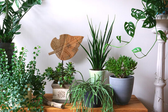 House plants different potplant sets. industrial green interior. Urban jungle interior in livingroom. 