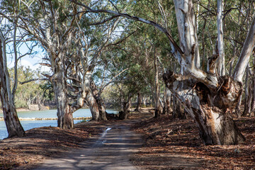 Access track and river red gum trees along side the River Murray  in the River Murray National Park Renmark South Australia on 22 June 2020