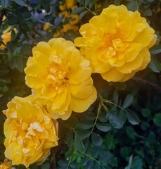 Yellow chrysanthemum flowers
