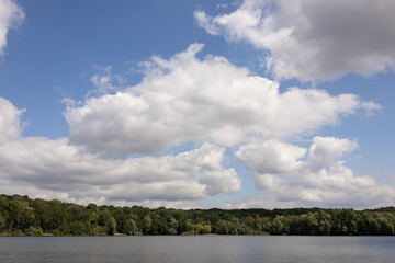 plants, summer, spring, nature, landscape, woods, forest