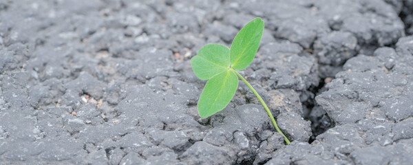 green sprout grows through a crack in the asphalt