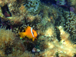 沖縄のクマノミ
