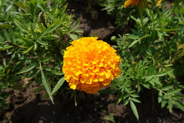 One bright orange flower head of Tagetes erecta in mid July