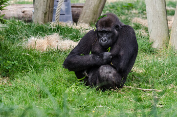 Naklejka premium sitting mammal