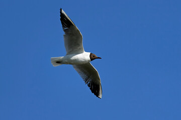 Black-headed gull (Chroicocephalus ridibundus)