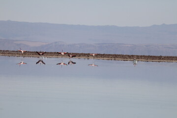 Flamingo lagoon chile