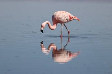 Flamingo lagoon chile