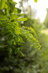 Green plants at a lac