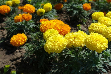 Close view of yellow and orange flower heads of Tagetes erecta in June