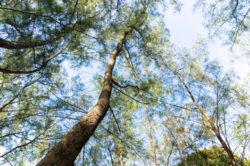 pine tree (Casuarina equisetifolia ) on tropical ,Thailand..