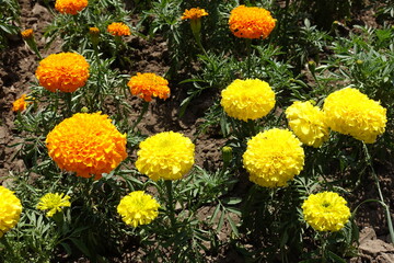 Close shot of yellow and orange flower heads of Tagetes erecta in June
