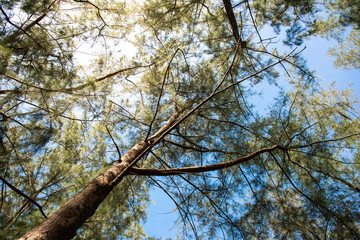 pine tree (Casuarina equisetifolia ) on tropical ,Thailand..