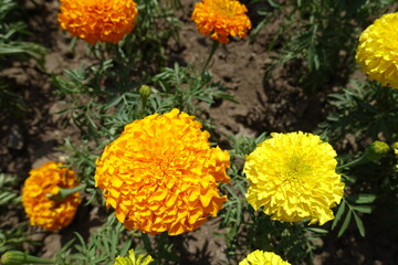 Closeup of orange and yellow flower heads of Tagetes erecta in June