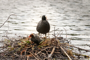 Common Coot -Fulica atra- with chick, Birmingham, United Kingdom