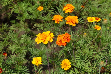 A number of bright orange flowers of Tagetes patula in mid July