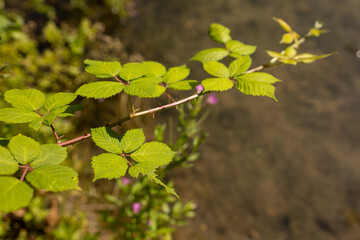 Green plants at a lac