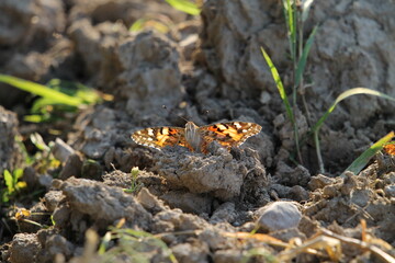 butterfly on the ground