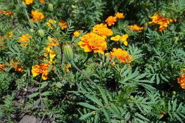 Closed bud and orange flowers of Tagetes patula in July