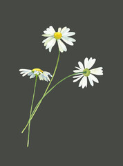 Watercolor bouquet of three chamomile . For congratulations, invitations, anniversaries, weddings, birthday
