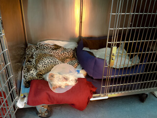 Post-surgical care from cataract surgery in a dog